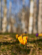 Krokusse, Krokusse um im Birkenwald, Frühjahr Blumen