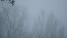 An Early Morning Foggy View Of Trees In Forest At Saputara, Gujarat, India. Foggy Trees Abstract Background.
