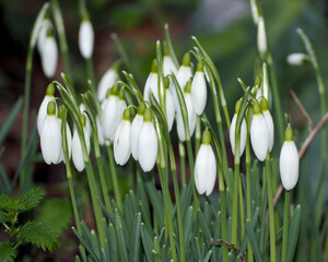  a lot of white snowdrops are close. early spring in the forest