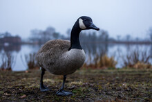 Canada Goose Waddles By Riverside At Dawn