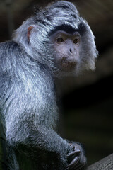 Wall Mural - The East Javan langur, Trachypithecus auratus, also known as the ebony lutung, Javan langur or Javan lutung