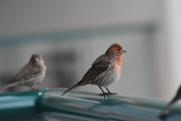 Wall Mural - pair of house finch sitting on a balcony railing with blurred background in the tropics