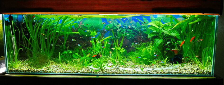 close up of aquarium tank full of fish