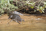 Fototapeta  - Saltwater Crocodile Basking on the Daintree River (Queensland, Australia).