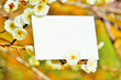 野外で撮った白梅の花の枝と何も書かれていないカードのモックアップ