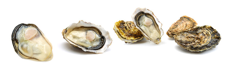 Wall Mural - Fresh oyster on white background