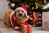 Fototapeta Zwierzęta - A dog wearing a red Santa hat sits next to a gift package.