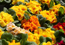 Flower Background Yellow And Orange Primroses With Various Of Leaves In Spring For Sale In The Flower Market