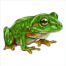 European Tree Frog. Vintage Hand Drawn Vector Illustration.