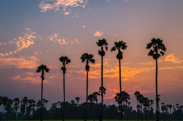 Wall Mural - morning light or evening light in landscape silhouette sugar palm trees with sunset or sunrise and t