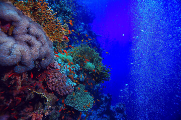 coral reef background, underwater marine life ecosystem ocean sea