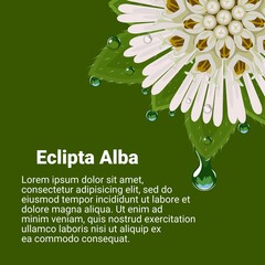 Wall Mural - Vector illustration, Eclipta Alba, Eclipta Prostrata or Bhringraj, also known as False Daisy, with fresh morning dew, herbal medicinal plant effective in Ayurvedic medicine.