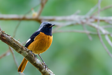 Wall Mural - Daurian Redstart or Aurorus Phoenicurus, beautiful orange  bird perching on branch with green background.  Doi Ang Khang, Chiang Mai, Thailand.