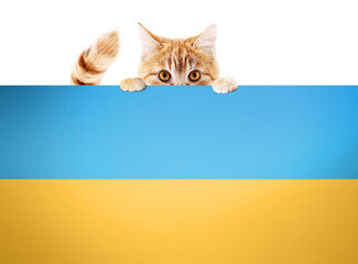 Ukraine war and animal aid concept. Cat holding a placard protest sign with painted ukraine flag colors. Isolated on white background