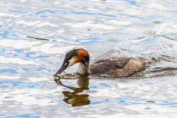 Canvas Print - Crested Grebe who caught a fish in the lake