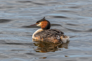 Poster - Crested Grebe with a newborn chick looking out