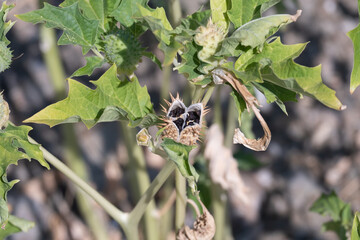 Spiky seed capsule of the trumpet shaped flower of hallucinogen plant Devil's Trumpet open releasing the seeds inside