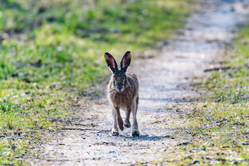 Wall Mural - European hare, Lepus europaeus, on a trail in a riverside forest near the danube river in austria