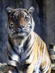 Wall Mural - The female Sumatran Tiger, Panthera tigris sumatrae, stands on a trunk and observes the surroundings