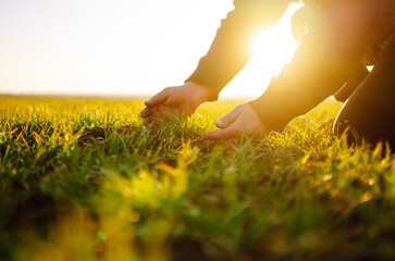 Farmer hand touches green leaves of young wheat in the field. Green Young wheat seedlings in the hands of a farmer. Agriculture, organic gardening, planting or ecology concept.