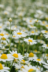 Wall Mural - White daisies on the meadow, background of daisies. Flowering chamomile pharmacy.