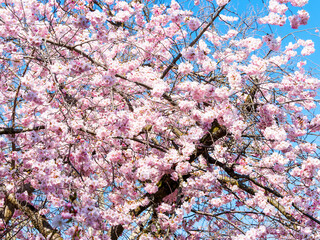 Poster - Prunus dulcis ou amygdalus |  Amandier en fleurs ou l'arbre de la virginité à magnifique floraison précoce rose pâle avant les feuilles en fin d'hiver
