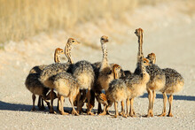 Brood Of Small Ostrich (Struthio Camelus) Chicks In Natural Habitat, Kalahari Desert, South Africa.
