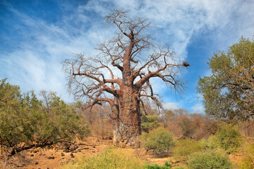 Poster - Large baobab tree during the dry season, Kruger National Park, South Africa.