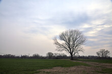 Bare Poplar By The Edge Of A Gravel Road In The Middle Of Two Fields On A Cloudy Day At Dusk