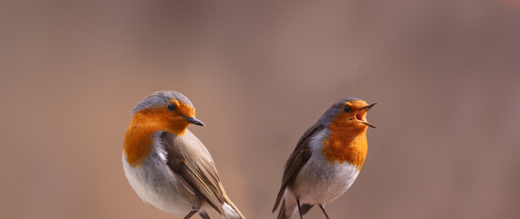 two robins sit next to each other, on a blurred brown one listens to a song that the other sings...