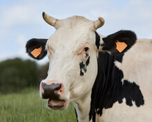 Close Up Of Head Of Black White Cow