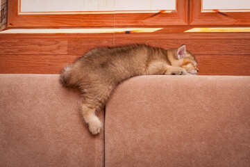 Wall Mural - The kitten is sleeping sweetly on the sofa with its hind paw hanging down, side view.