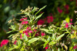 Salvia Fulgens Cav flowers. Lake Mirror, Lakeland, Florida. Polk County Florida.