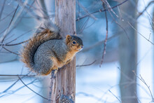 Adorable Squirrel Perched On Small Branch On Bare Tree In Winter