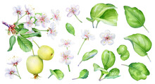 Watercolor Collection Of The Apple Tree Branches, Green Leaves And Flowers