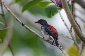 Wall Mural - Scarlet-backed Flowerpecker or Dicaeum cruentatum, beautiful bird perching on branch with green background in Thailand.