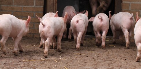 Ferkel gehen in den Stall