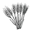Sketch sheaf of wheat. Hand drawn Wheat ears cereals crop