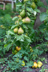 Wall Mural - Big green pears ripening on a branch in beautiful garden. Harvest own garden, cultivating fruits