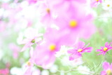 Fototapeta Kwiaty - pink flowers