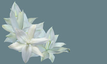 White Flower Of The Yucca Plant.