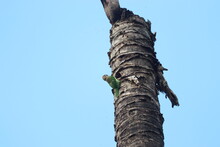 Indian Green Bird Eating Small Flies  From The Old Dry Coconut Tree With Blue Sky Background Searching For Food.