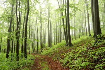  Beech trees in autumn forest on a foggy, rainy weather