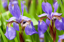 Two Iris Blossoms In The Garden