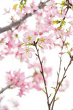 Fototapeta Storczyk - blooming cherry blossom in the morning at vertical composition