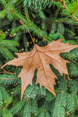 Wall Mural - Dry autumn leaves on a coniferous tree in nature.Autumn leaf fell on a coniferous tree