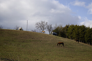 horses in the mountains