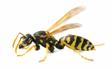 Wall Mural - European paper wasp, (Polistes dominula) isolated on white  