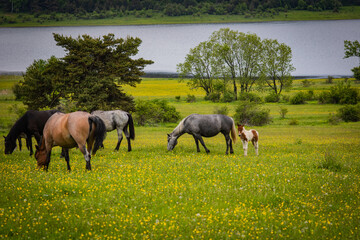 Wall Mural - horses in the meadow