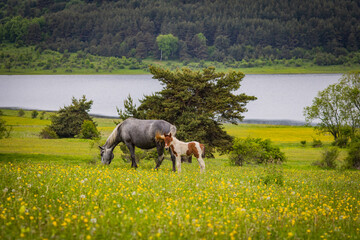 Wall Mural - horse and foal